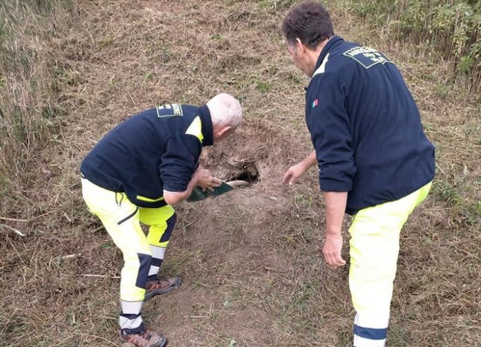 Grossa tana di volpe ai piedi dell'argine a Viadana: interviene la Protezione civile