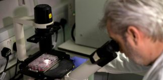 Covid, Pregliasco: “Nato in laboratorio? Plausibile ma impossibile saperlo”