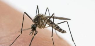 In Lombardia è arrivata la zanzara che resiste alle basse temperature