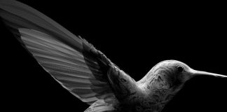 Cesare Cremonini torna con il nuovo singolo “Colibrì”