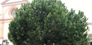 Bozzolo, arrivano gli alberi natalizi in piazza Mazzolari e in piazza Europa