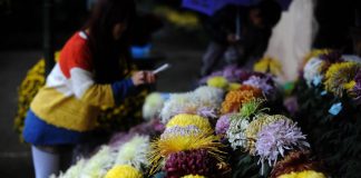 2 novembre, Florovivaisti: “Bene mercato fiori recisi, a rilento quelli in vaso”