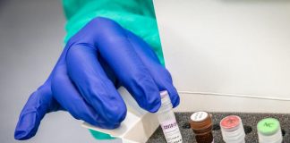 Covid, contagiate due iene: primo caso al mondo