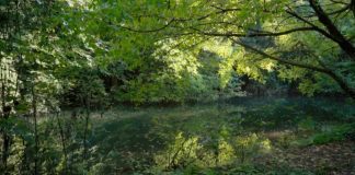“Il gusto della bellezza”: un documentario racconta la ricchezza dei prati stabili della Valle del Mincio