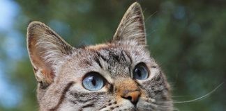 Quando diventa adulto un gatto e quali sono le sue età