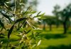 Controllare la mosca olearia e ridurre i danni in oliveto ora è possibile