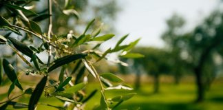Controllare la mosca olearia e ridurre i danni in oliveto ora è possibile