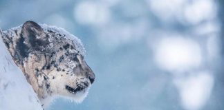 Covid, morti tre leopardi delle nevi in zoo Usa
