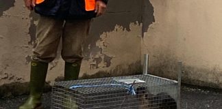Viadana, nutria catturata in pieno centro