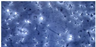Clima, “ogni grado in più rischio per fertilità maschile”: allarme andrologi