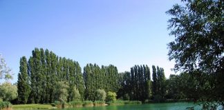 Crescono gli ettari di bosco al parco San Lorenzo di Pegognaga. L’ampliamento grazie ad un bando regionale