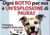 Capodanno: a Pegognaga parte la campagna anti botti per la tutela degli animali