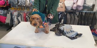 Cappottini per cagnolini: su “Zampa e Pollicino” il nostro modello “Gaetano” ci presenta i capi più adatti