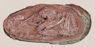 Scoperto un embrione di dinosauro raggomitolato nell’uovo come un uccellino