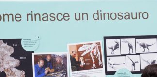 Uovo con embrione di dinosauro, la scoperta