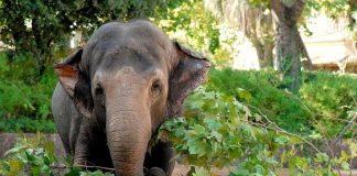 Capodanno, festeggia anche il Bioparco di Roma