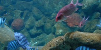 Incendio in appartamento spento grazie all’acquario, intossicati nonna e nipotini