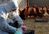 Aviaria, “in Europa la peggiore epidemia di sempre”