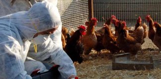 Aviaria, “in Europa la peggiore epidemia di sempre”
