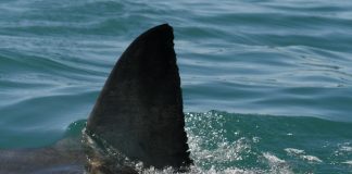 California, surfista ucciso da uno squalo