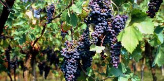 L’elisir di lunga vita? In un acino d’uva