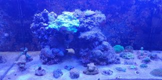 Abbiamo deciso di prendere un acquario. Ma cosa dobbiamo sapere prima di scegliere?