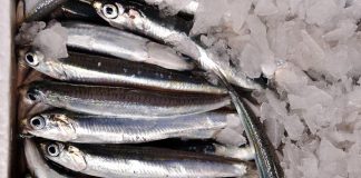 Sostenibilità, Assoimballaggi: “Bene protocollo uso cassette legno mercato ittic”