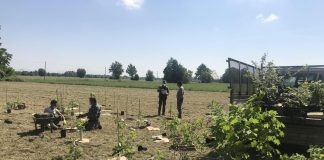 Nasce ‘Foresta Bms’, da qui al 2025 piantati 2500 alberi