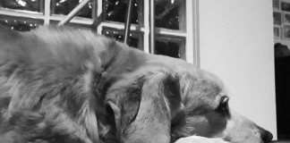 Capodanno 2022, “morti almeno 400 tra cani e gatti per i botti”