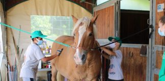 Asma nei bambini, la somministrazione della terapia migliora grazie al campo scuola