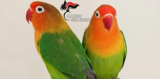 A Medole scoperto un allevamento abusivo di pappagalli in un box auto di un condominio