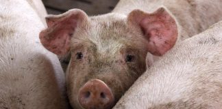 Peste Suina, dem all’attacco: “9 nuovi focolai nell’ultima settimana”. Beduschi: “Fake news, situazione sotto controllo”