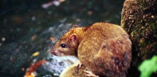 Variante Omicron, possibile ‘salto’ da topi a uomo: ipotesi allo studio