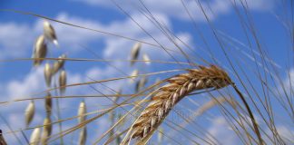 Ucraina, Coldiretti: con crisi Russa il prezzo del grano è salito del +10%