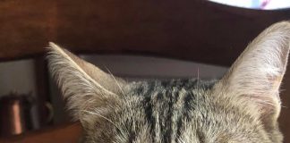 Il 17 febbraio è la giornata nazionale del gatto