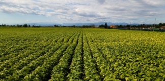 Bollette, tra Coldiretti e Philip Morris Italia accordo salva raccolti