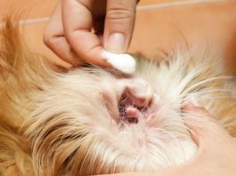Malassenzia del cane, come riconoscerla e come curarla