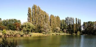 Civici Uniti: “A Pegognaga integrata ogni pianta abbattuta con altre quattro”