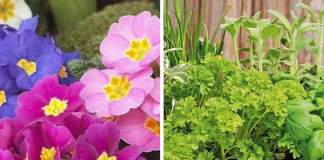 Primi fiori e i frutti invernali dell’orto: cosa seminare o raccogliere nel mese di febbraio