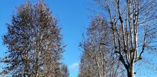 Suzzara, il Comune affida l’incarico per il controllo degli alberi del territorio