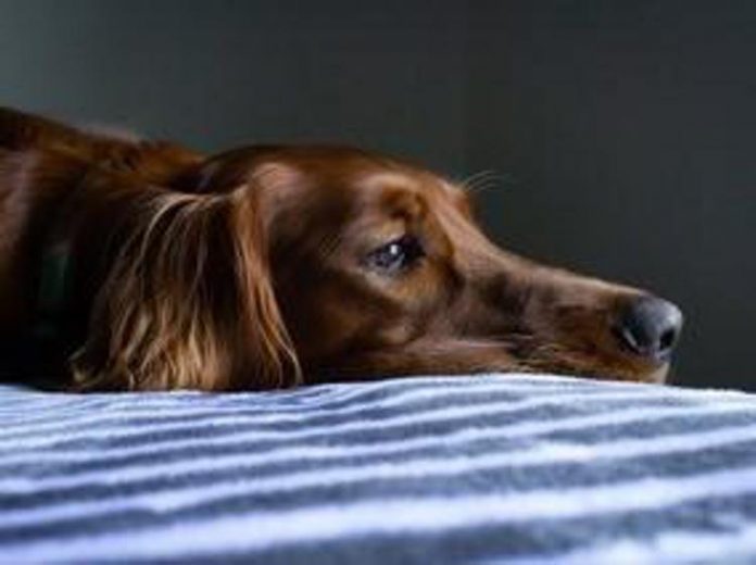 Il cane può provare dolore per la morte di un altro cane: lo studio pubblicato su Scientific Reports
