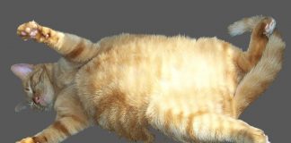 Peso ideale di cane e gatto. Perchè è fondamentale mantenerlo?