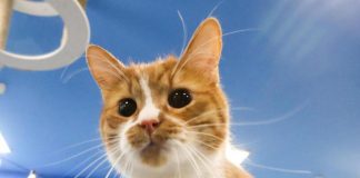 Giornata Nazionale del Gatto, Mattioli: “Vorrei loro al governo, efficienti, giusti e non ipocriti”