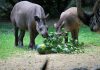 San Valentino, la storia d’amore dei tapiri Irene e Rondel un test per gli scienziati