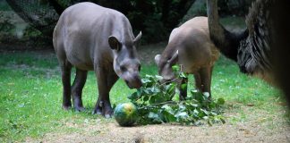 San Valentino, la storia d’amore dei tapiri Irene e Rondel un test per gli scienziati