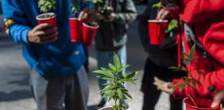 Referendum su cannabis bocciato da Consulta, quesito inammissibile