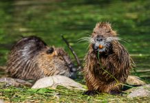Contenimento nutrie, Provincia vuole estendere al Mantovano il modello efficace di Borgo Virgilio