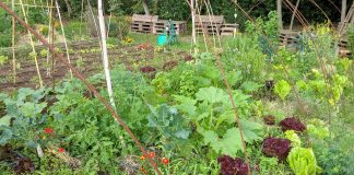 Orti sociali a Castiglione, aperto il nuovo bando