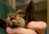 Covid, 3 virus simili in pipistrelli. Viola: “Monitorare e prepararsi”