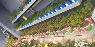 Coltivare le rose, trucchi, consigli e necessità